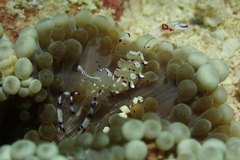 Ancylomenes speciosus