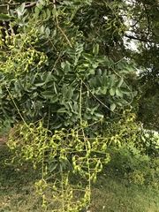 Styphnolobium japonicum