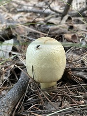 Agaricus didymus
