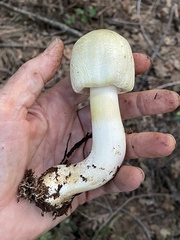 Agaricus didymus
