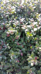 Arctostaphylos crustacea