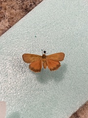 Virbia aurantiaca