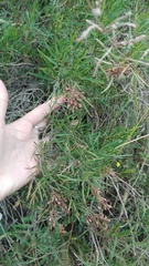 Acanthostyles buniifolius