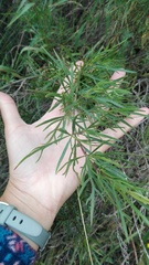 Acanthostyles buniifolius