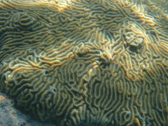 Pseudodiploria clivosa