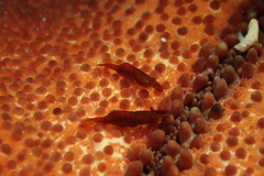 Zenopontonia soror