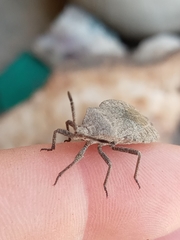 Spartocerini