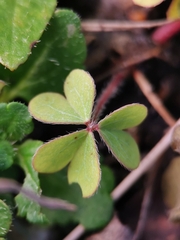 Oxalis corniculata