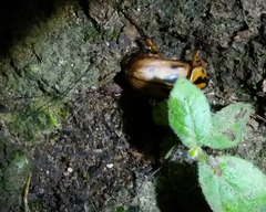 Cyclocephala amazona