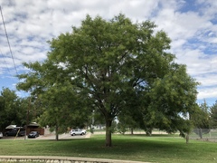 Styphnolobium japonicum