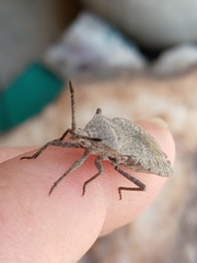 Spartocerini