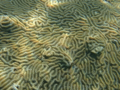 Pseudodiploria clivosa