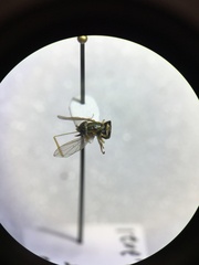 Toxomerus marginatus