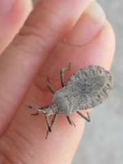 Spartocerini