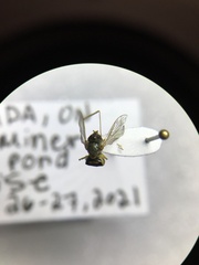 Toxomerus marginatus