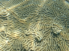 Pseudodiploria clivosa