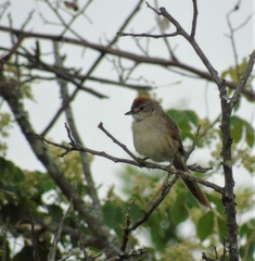 Synallaxis albescens