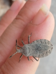 Spartocerini