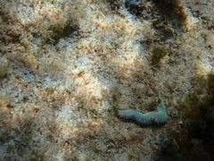 Hermodice carunculata