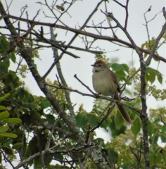 Synallaxis albescens