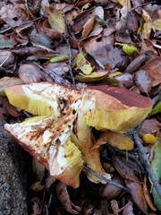 Aureoboletus flaviporus