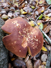 Aureoboletus flaviporus