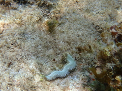 Hermodice carunculata
