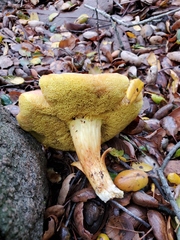 Aureoboletus flaviporus