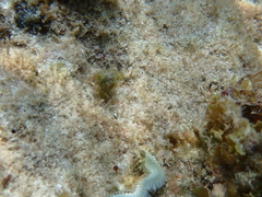 Hermodice carunculata