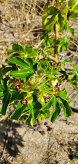 Jatropha gossypiifolia