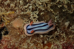 Chromodoris lochi