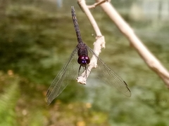 Trithemis