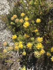 Aspalathus aspalathoides