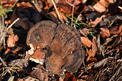 Ischnoderma benzoinum