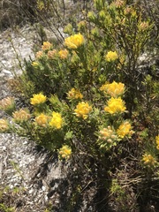 Aspalathus aspalathoides