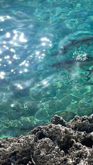 Megalops atlanticus