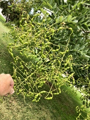 Styphnolobium japonicum