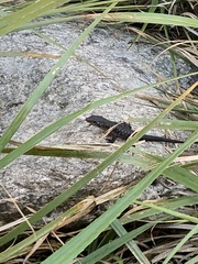 Ninurta coeruleopunctatus