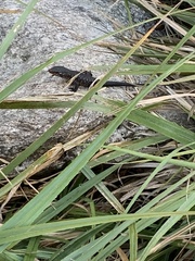 Ninurta coeruleopunctatus
