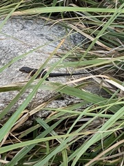 Ninurta coeruleopunctatus