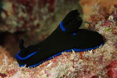 Tambja morosa