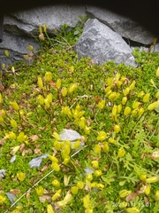 Ourisia caespitosa