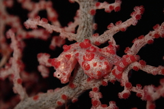 Hippocampus bargibanti
