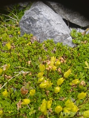 Ourisia caespitosa
