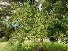 Styphnolobium japonicum