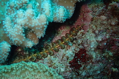 Pteraeolidia semperi