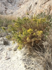 Ulex parviflorus