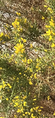 Ulex parviflorus