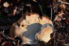 Ischnoderma benzoinum