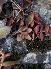 Crassula pellucida